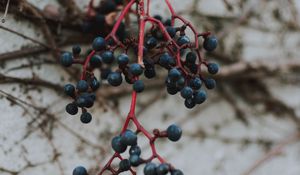 Preview wallpaper berries, blue, bunch, macro