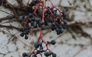 Preview wallpaper berries, blue, bunch, macro