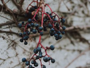 Preview wallpaper berries, blue, bunch, macro