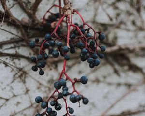 Preview wallpaper berries, blue, bunch, macro