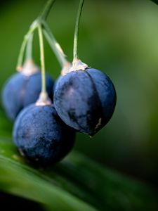 Preview wallpaper berries, blue, macro, plant