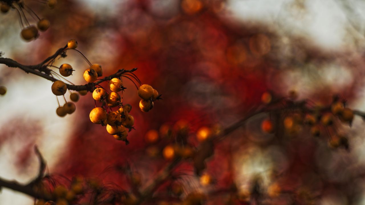 Wallpaper berries, branch, autumn, blur