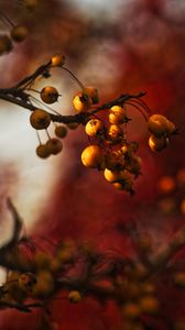 Preview wallpaper berries, branch, autumn, blur