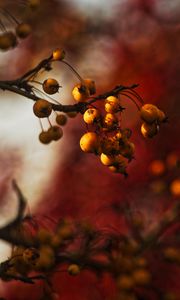 Preview wallpaper berries, branch, autumn, blur