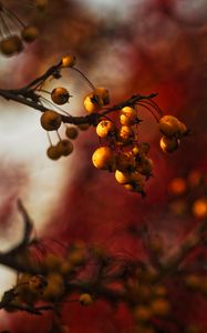 Preview wallpaper berries, branch, autumn, blur