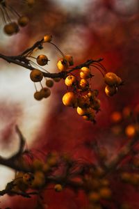 Preview wallpaper berries, branch, autumn, blur