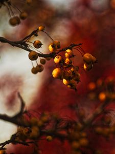 Preview wallpaper berries, branch, autumn, blur