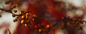 Preview wallpaper berries, branch, autumn, blur