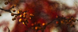 Preview wallpaper berries, branch, autumn, blur