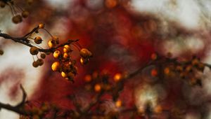 Preview wallpaper berries, branch, autumn, blur