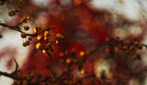 Preview wallpaper berries, branch, autumn, blur