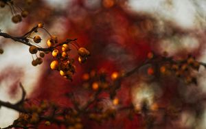 Preview wallpaper berries, branch, autumn, blur