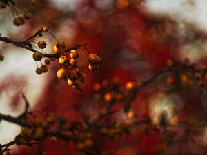 Preview wallpaper berries, branch, autumn, blur