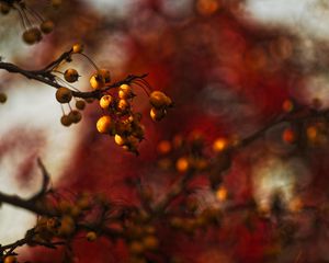 Preview wallpaper berries, branch, autumn, blur