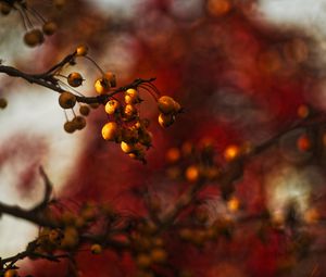 Preview wallpaper berries, branch, autumn, blur