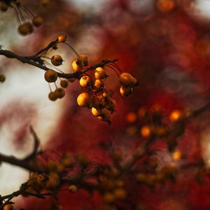 Preview wallpaper berries, branch, autumn, blur