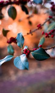 Preview wallpaper berries, branch, blur, macro