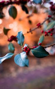 Preview wallpaper berries, branch, blur, macro