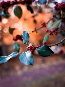 Preview wallpaper berries, branch, blur, macro