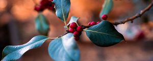 Preview wallpaper berries, branch, blur, macro