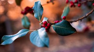 Preview wallpaper berries, branch, blur, macro