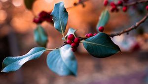 Preview wallpaper berries, branch, blur, macro