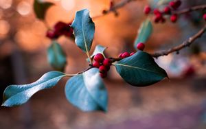 Preview wallpaper berries, branch, blur, macro