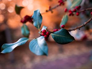 Preview wallpaper berries, branch, blur, macro