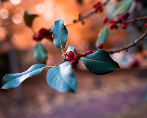 Preview wallpaper berries, branch, blur, macro