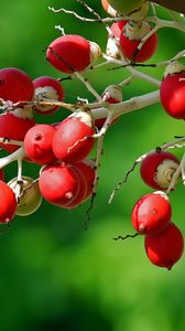 Preview wallpaper berries, branch, close-up