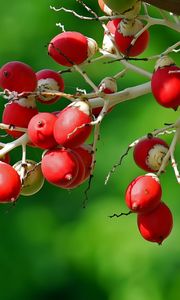 Preview wallpaper berries, branch, close-up