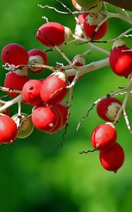 Preview wallpaper berries, branch, close-up