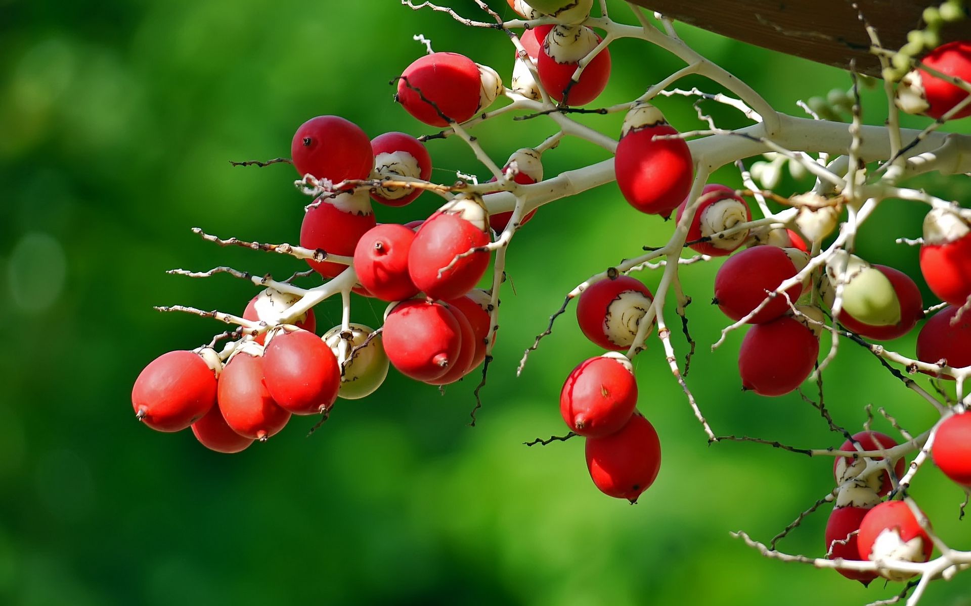 Download wallpaper 1920x1200 berries, branch, close-up widescreen 16:10