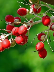 Preview wallpaper berries, branch, close-up