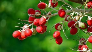 Preview wallpaper berries, branch, close-up