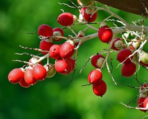 Preview wallpaper berries, branch, close-up