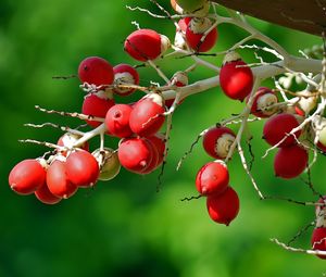 Preview wallpaper berries, branch, close-up