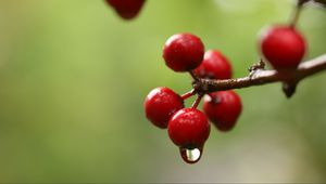 Preview wallpaper berries, branch, drop, macro, blur