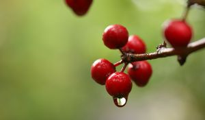 Preview wallpaper berries, branch, drop, macro, blur