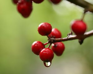 Preview wallpaper berries, branch, drop, macro, blur