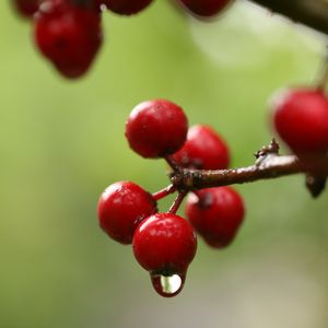 Preview wallpaper berries, branch, drop, macro, blur