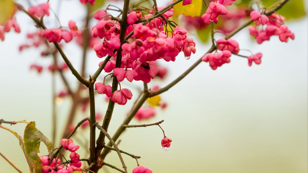 Wallpaper berries, branch, drops, pink, macro