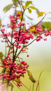 Preview wallpaper berries, branch, drops, pink, macro