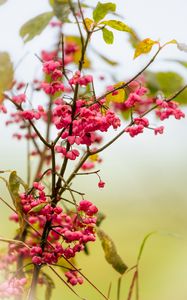 Preview wallpaper berries, branch, drops, pink, macro