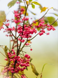 Preview wallpaper berries, branch, drops, pink, macro