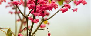 Preview wallpaper berries, branch, drops, pink, macro