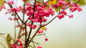 Preview wallpaper berries, branch, drops, pink, macro