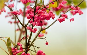 Preview wallpaper berries, branch, drops, pink, macro