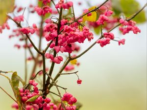 Preview wallpaper berries, branch, drops, pink, macro