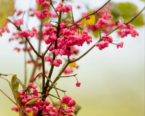 Preview wallpaper berries, branch, drops, pink, macro